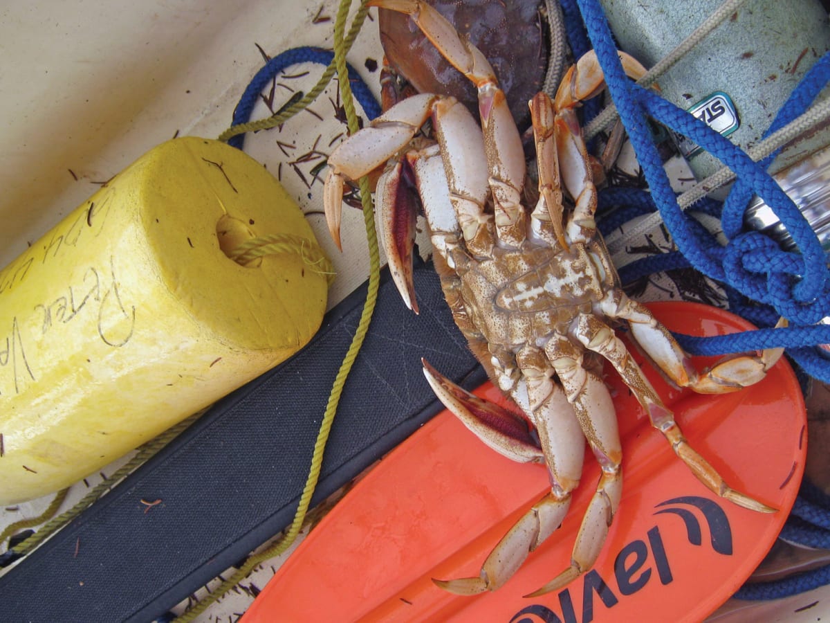 Crabbing From A Sailboat Sail Magazine