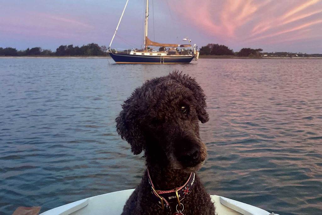 Cute puppy in the foreground with a boat on the water at sunset in the background.